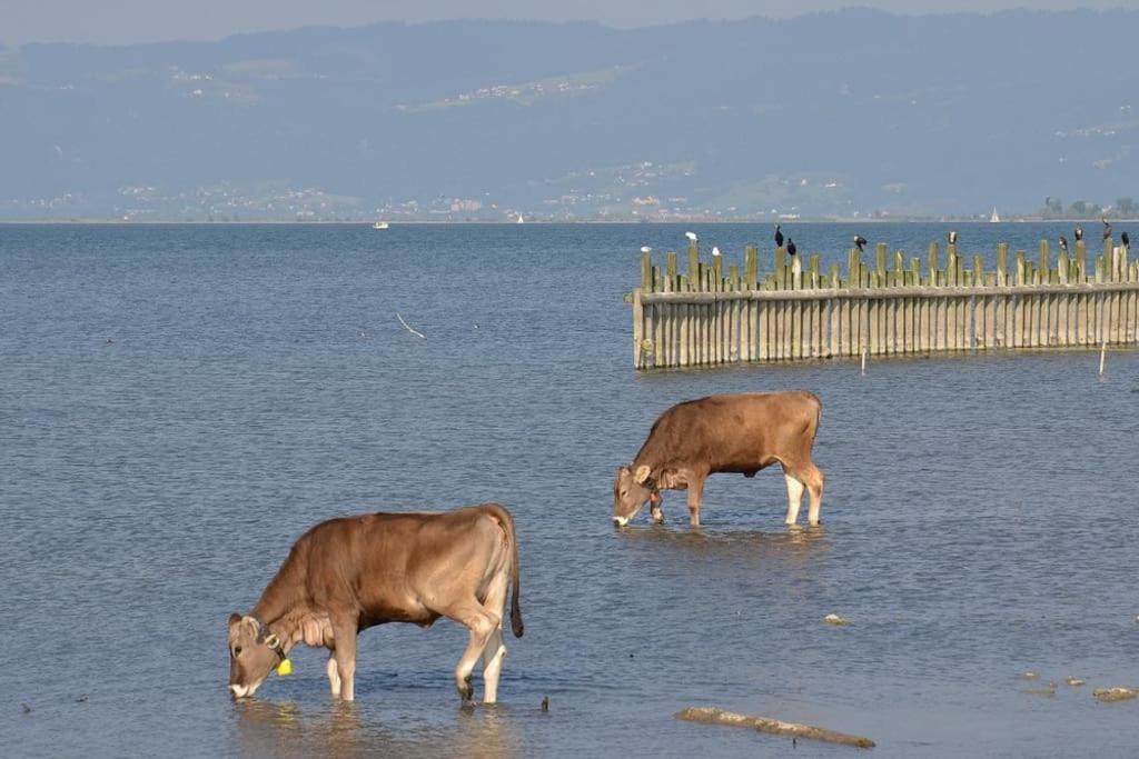 Bodensee Lakeside Retreat: Sauna, Nature, And Self-check-in Gaissau (Bregenz)